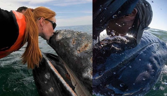 besa a la ballena