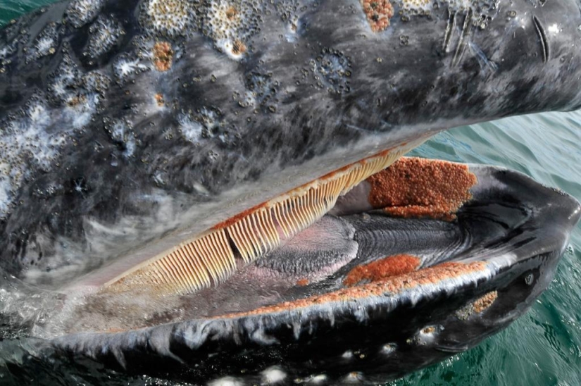 besa a la ballena besa a la ballena