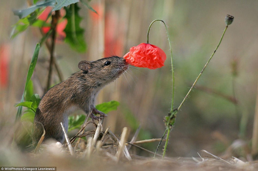 Best Wild Animal Photos of 2013