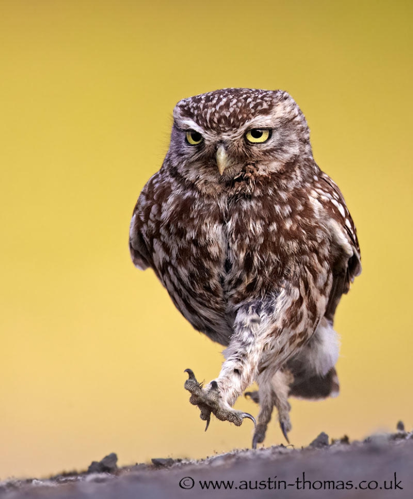 Best Wild Animal Photos of 2013