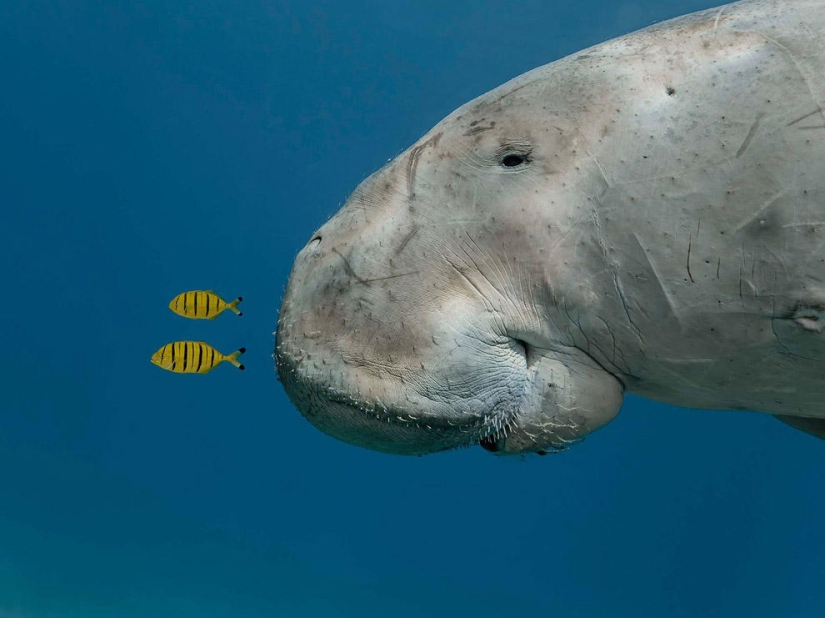 Best Wild Animal Photos of 2013