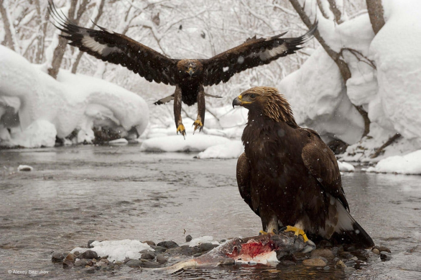 Best Wild Animal Photos of 2013