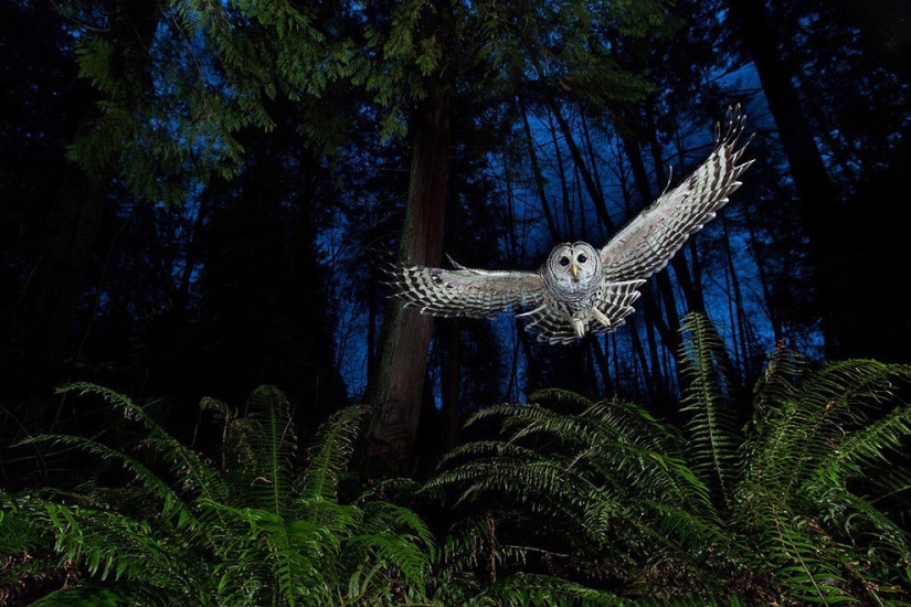 Best Wild Animal Photos of 2013