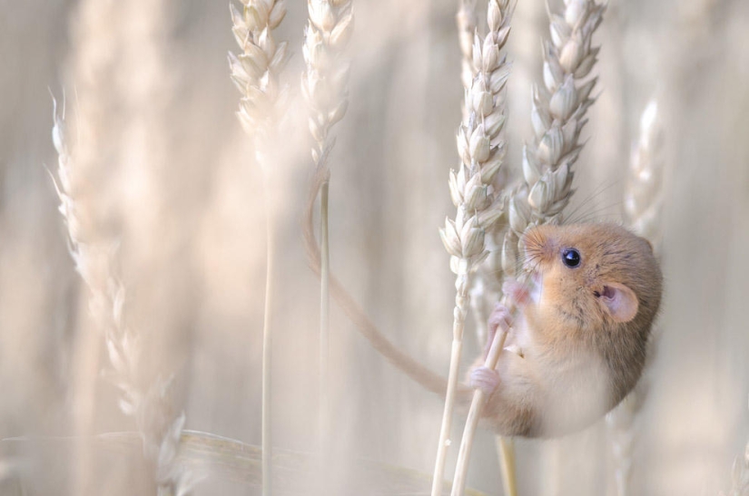 Best Wild Animal Photos of 2013