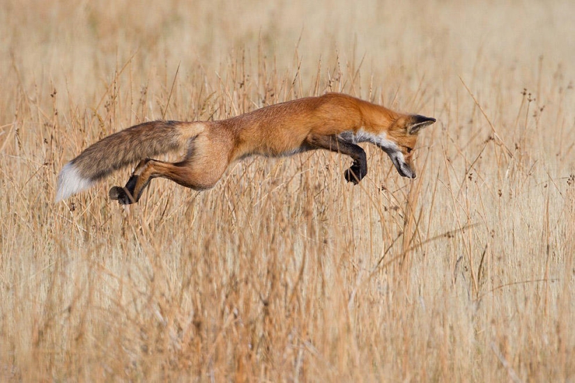 Best Wild Animal Photos of 2013