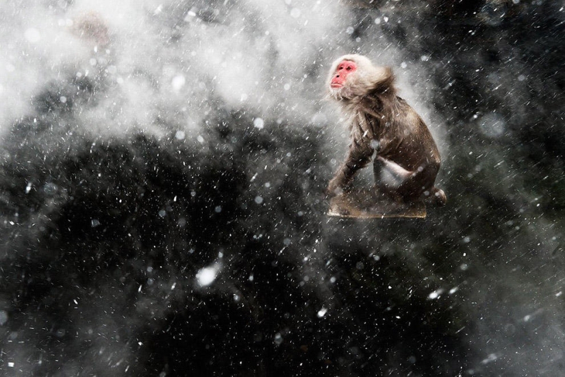 Best Wild Animal Photos of 2013