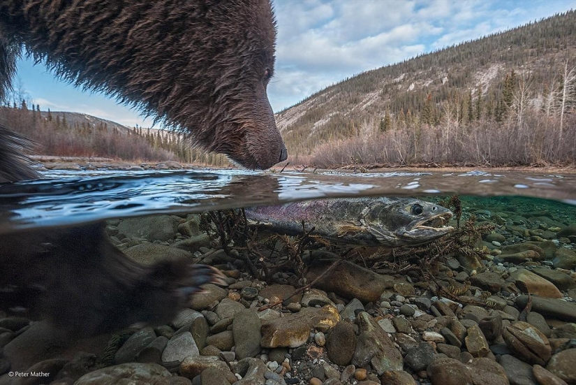 Best Wildlife Photos 2014 Best Wildlife Photos 2014