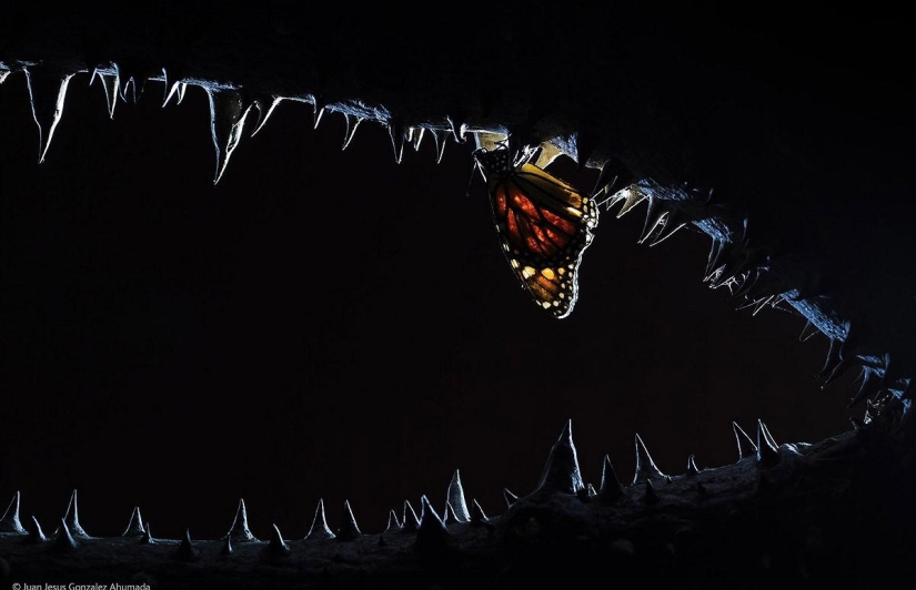 Best Wildlife Photos 2014 Best Wildlife Photos 2014