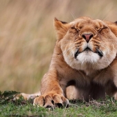 Best Wildlife Photos 2014