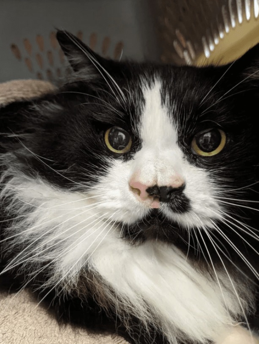 Bestias de fantasía: ¡15 animales con anomalías genéticas inusuales!