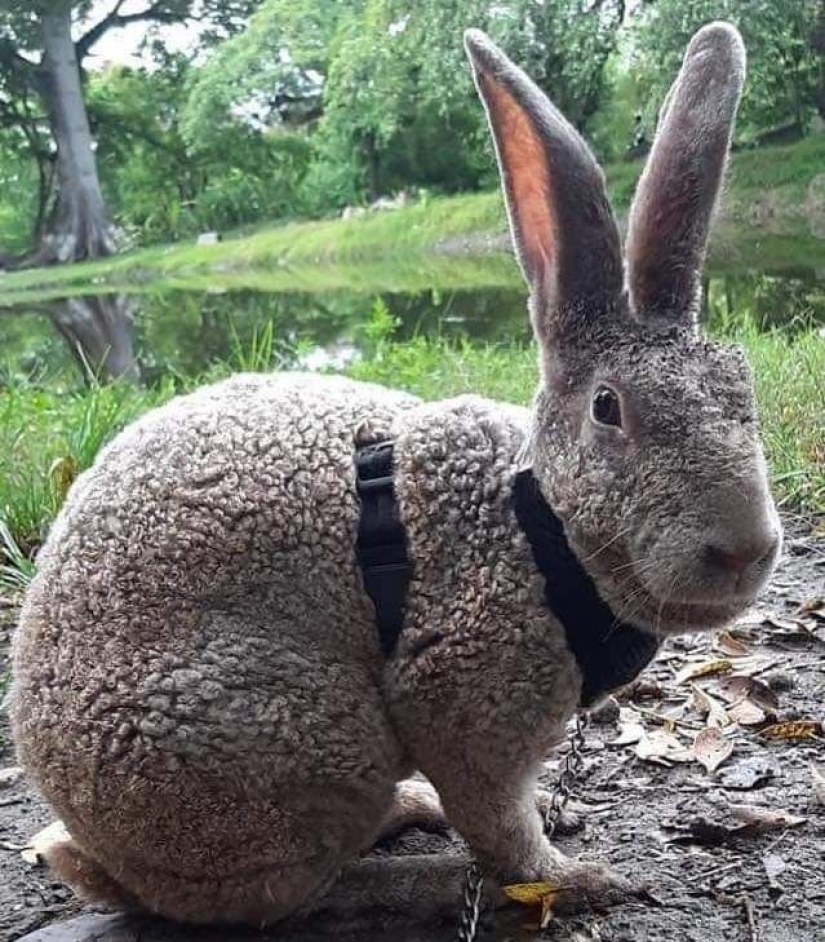 Bestias de fantasía: ¡15 animales con anomalías genéticas inusuales!