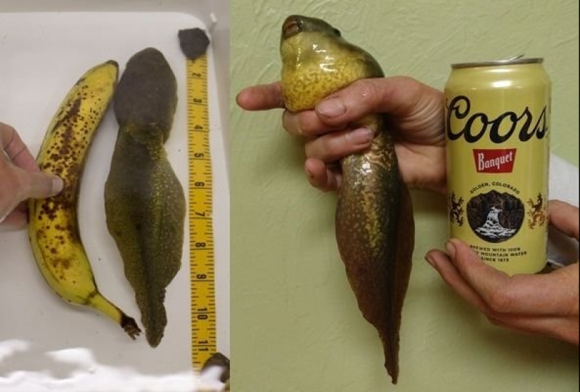 Bestias de fantasía: ¡15 animales con anomalías genéticas inusuales!