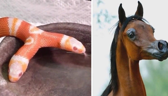 Bestias de fantasía: ¡15 animales con anomalías genéticas inusuales!