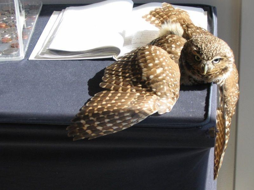 Búhos ofendidos