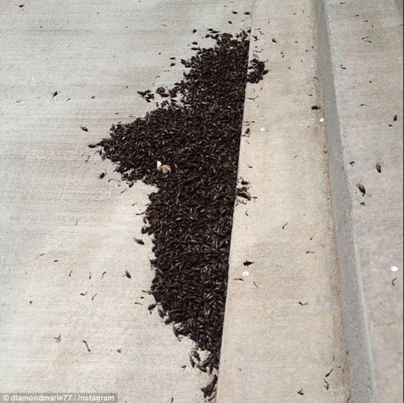 Biblical plague: Cannibal insects attacked the States Biblical plague: Cannibal insects attacked the States