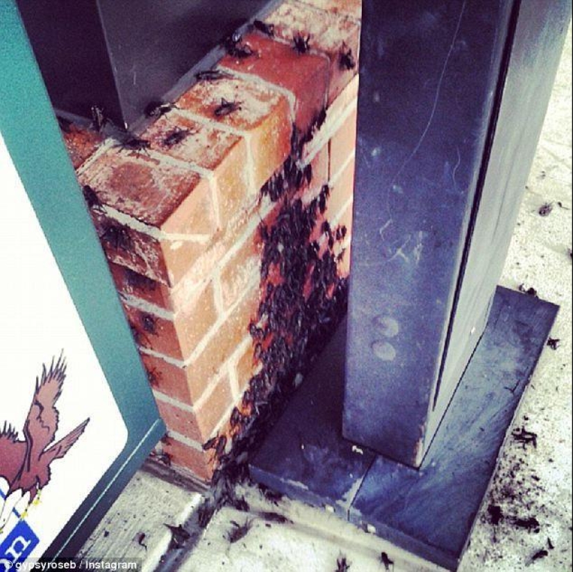 Biblical plague: Cannibal insects attacked the States Biblical plague: Cannibal insects attacked the States