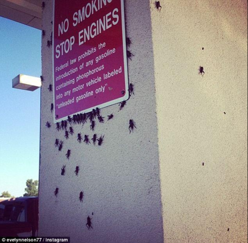 Biblical plague: Cannibal insects attacked the States Biblical plague: Cannibal insects attacked the States