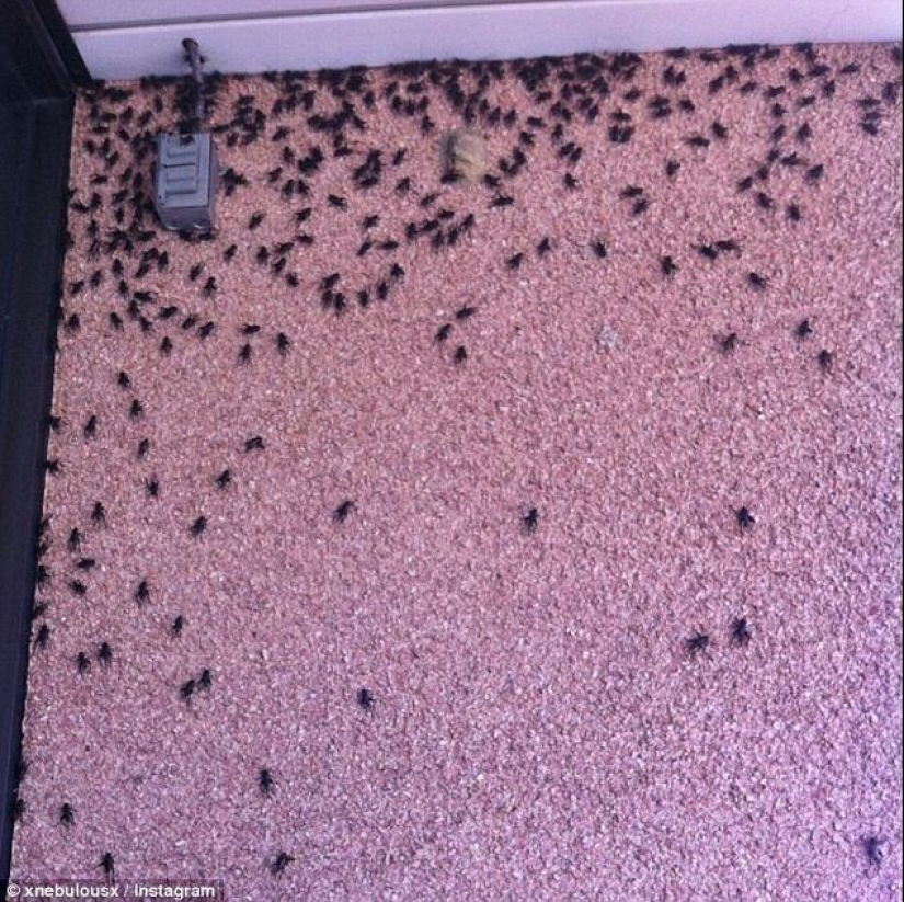 Biblical plague: Cannibal insects attacked the States Biblical plague: Cannibal insects attacked the States