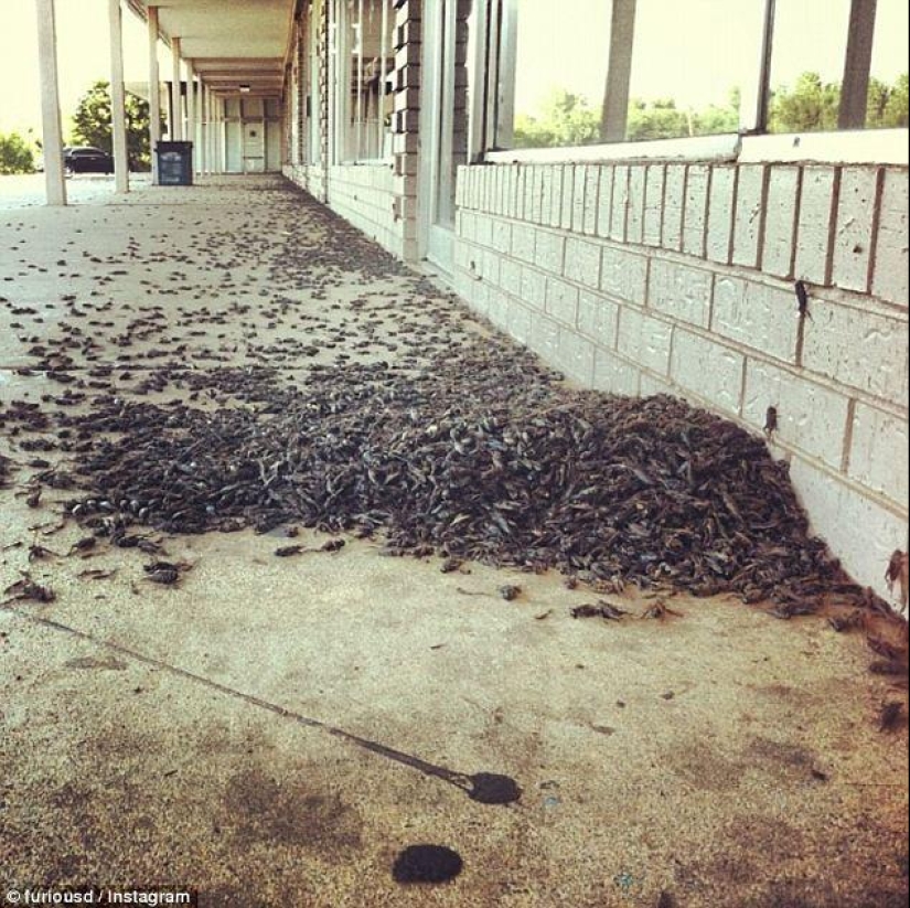 Biblical plague: Cannibal insects attacked the States Biblical plague: Cannibal insects attacked the States