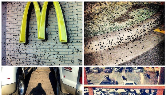 Biblical plague: Cannibal insects attacked the States