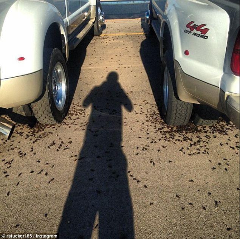 Biblical plague: Cannibal insects attacked the States Biblical plague: Cannibal insects attacked the States