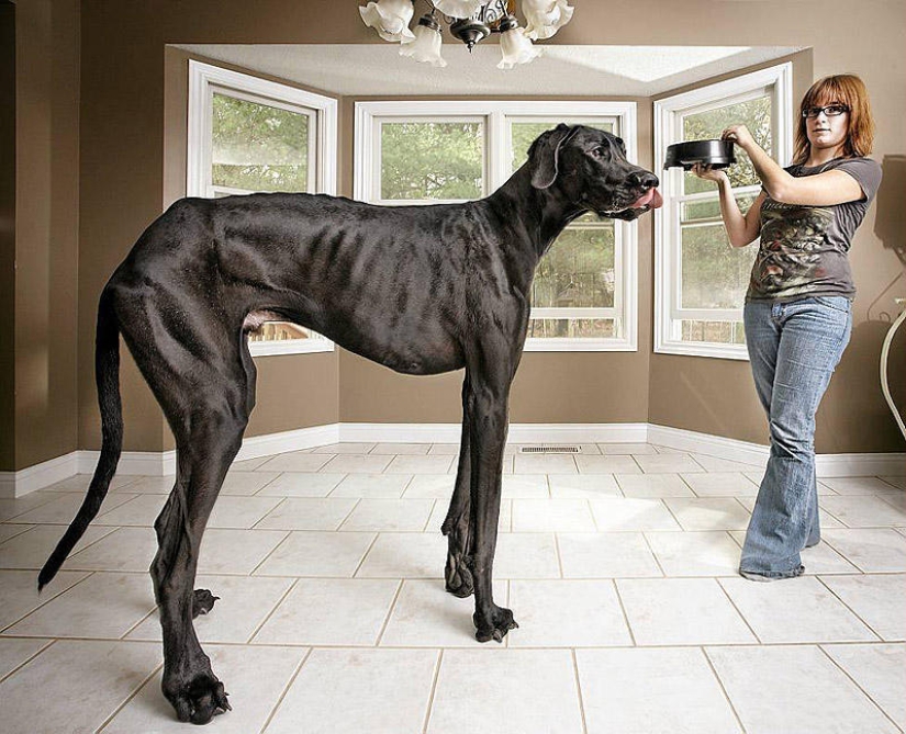 Big dogs that you can't help but love
