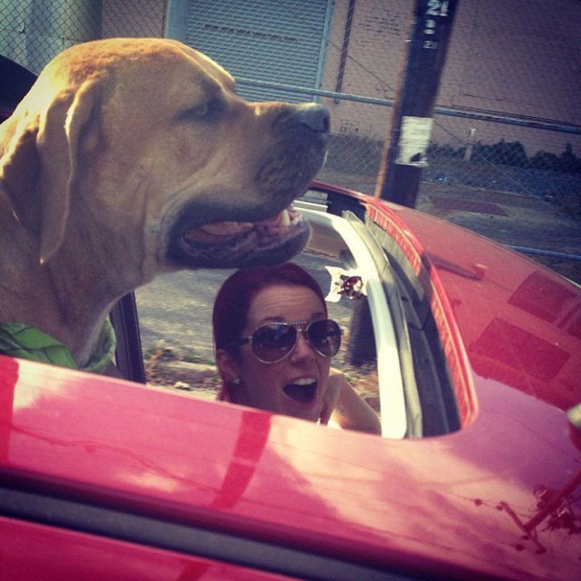 Big dogs that you can't help but love