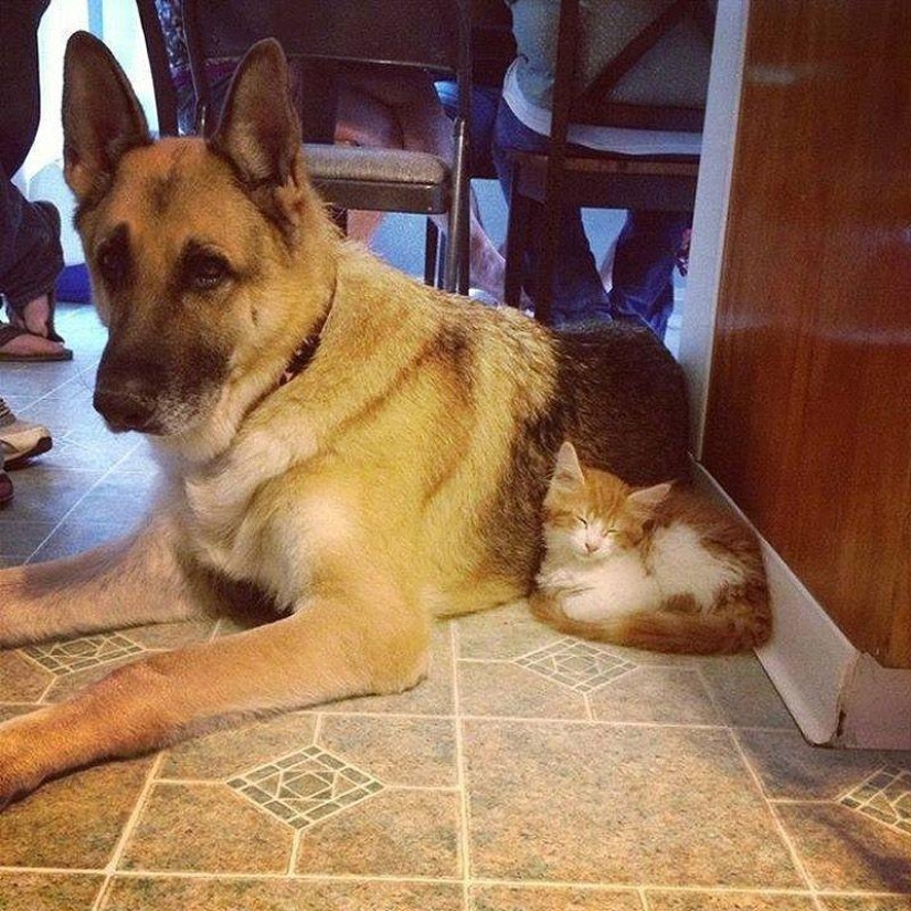 Big dogs that you can't help but love