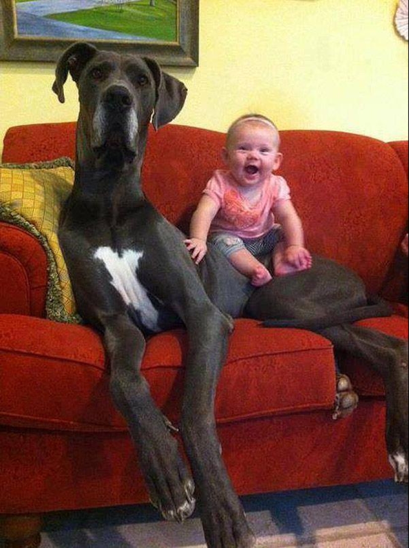 Big dogs that you can't help but love