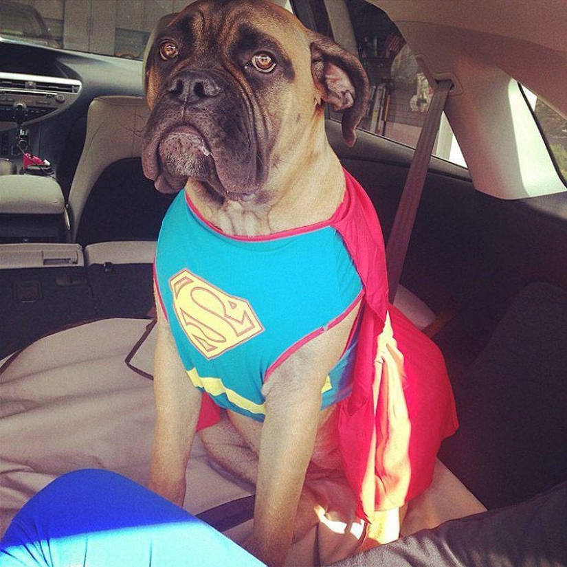 Big dogs that you can't help but love