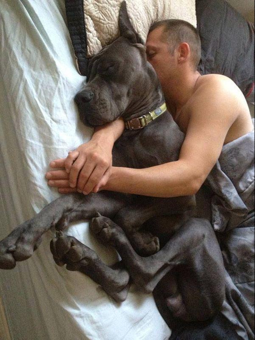 Big dogs that you can't help but love
