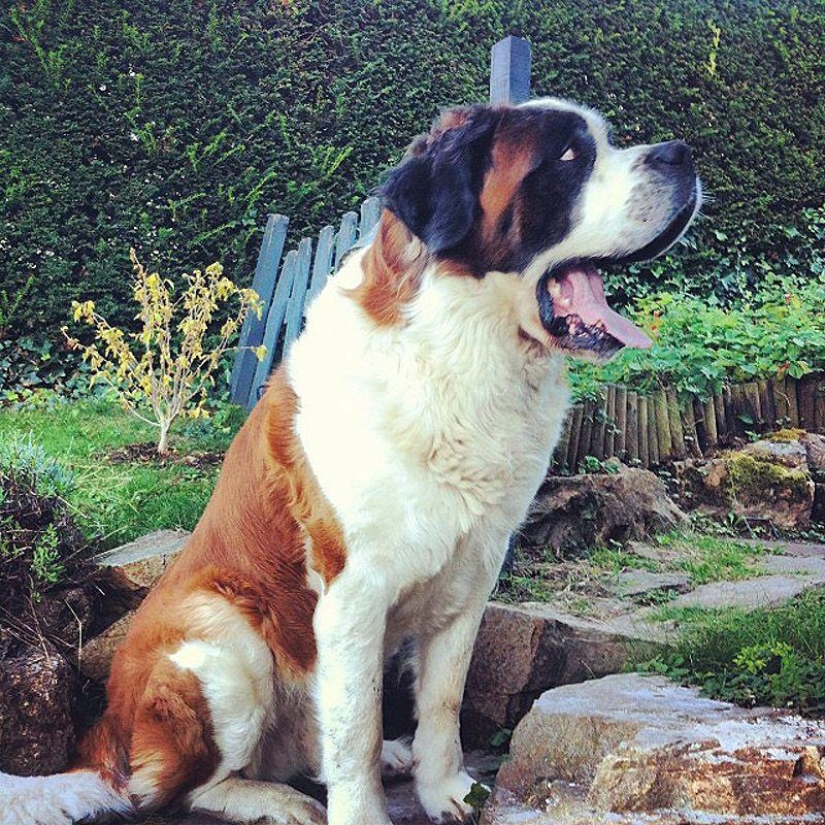 Big dogs that you can't help but love