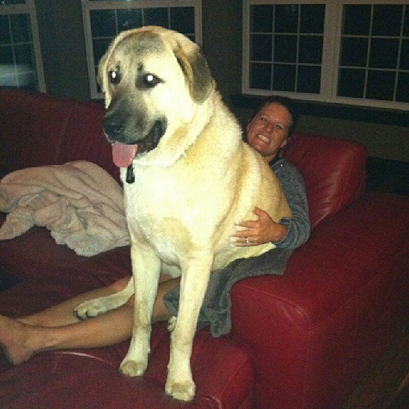 Big dogs that you can't help but love