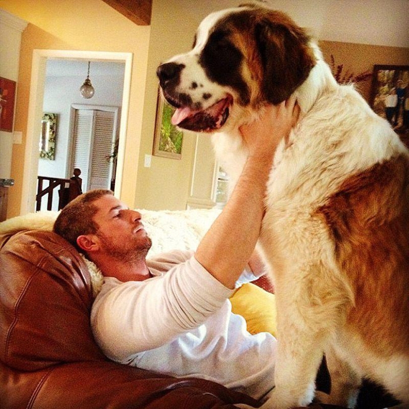 Big dogs that you can't help but love