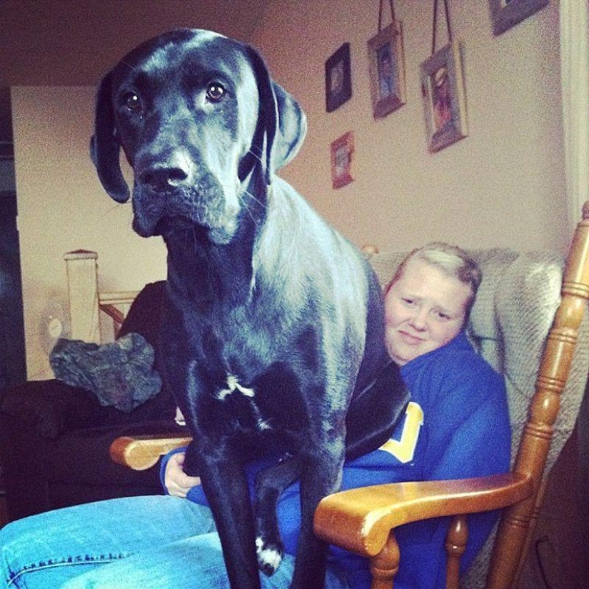 Big dogs that you can't help but love