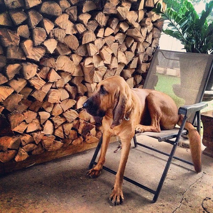 Big dogs that you can't help but love