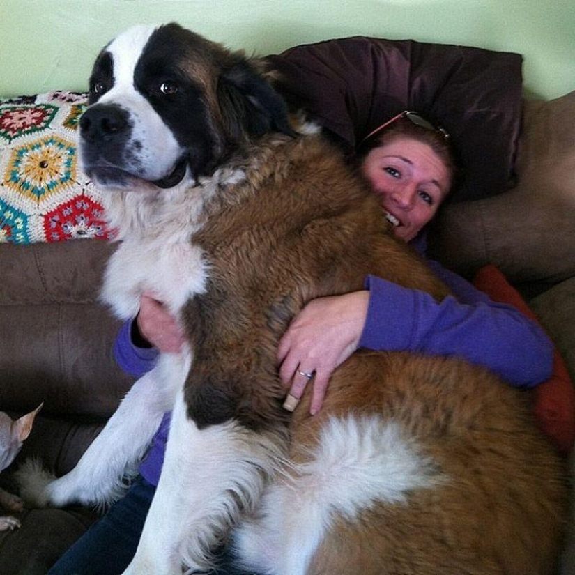 Big dogs that you can't help but love