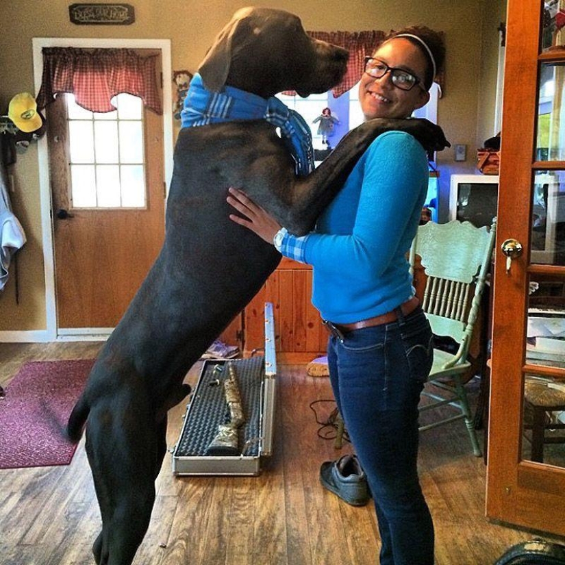 Big dogs that you can't help but love