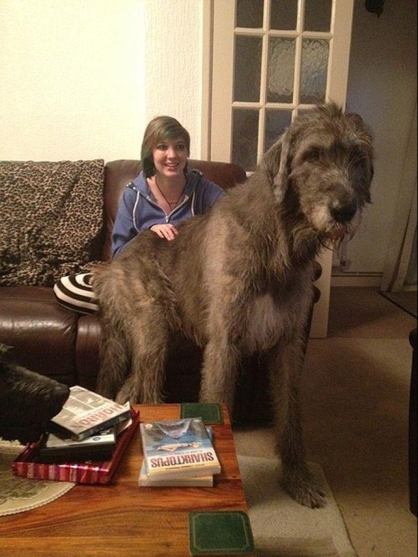 Big dogs that you can't help but love