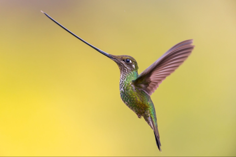 Bird Photographer Of The Year 2023 Unveils Winged Wonders (Part2)
