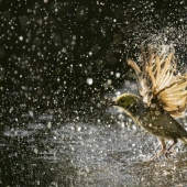 BirdLife Australia Photography Awards 2023: The Best Shots Of Australian Birds