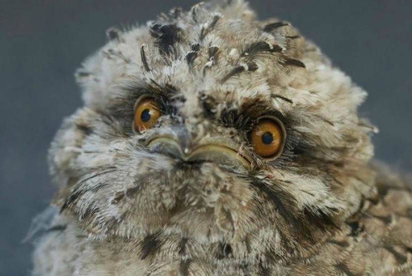 Birds that look like owls but aren't Birds that look like owls but aren't