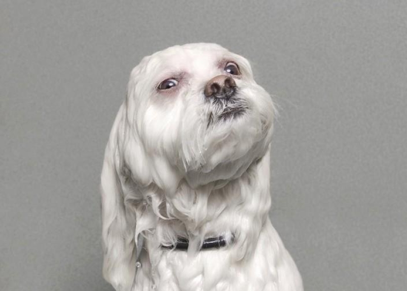 Bitch without a hitch