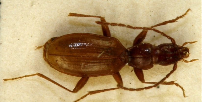 Blind beetle named after Hitler became a victim of neo-Nazis