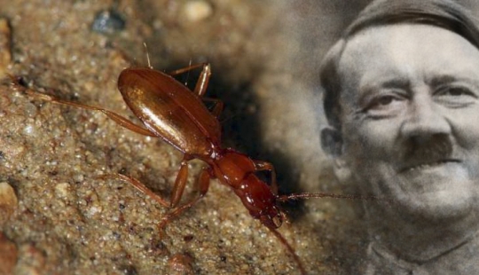 Blind beetle named after Hitler became a victim of neo-Nazis Blind beetle named after Hitler became a victim of neo-Nazis