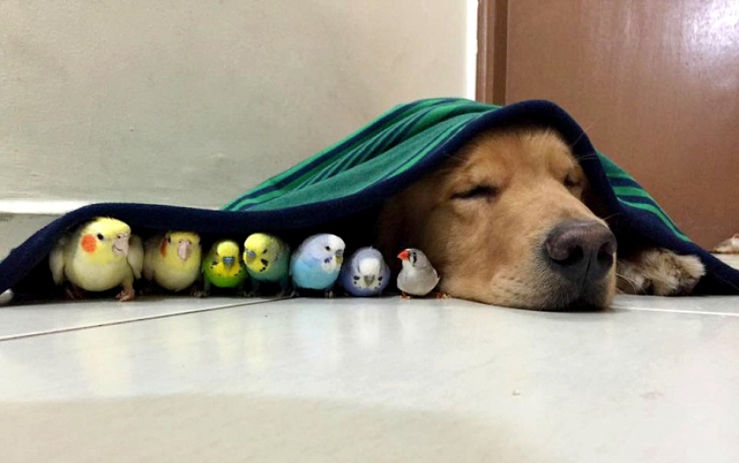 Bob el Golden Retriever es la nueva celebridad de facebook