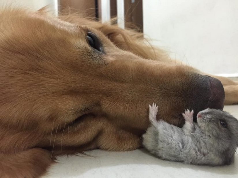 Bob el Golden Retriever es la nueva celebridad de facebook