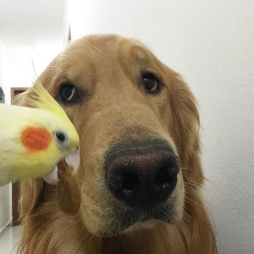 Bob el Golden Retriever es la nueva celebridad de facebook