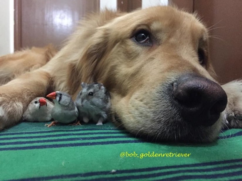 Bob el Golden Retriever es la nueva celebridad de facebook