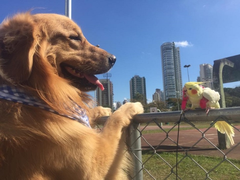 Bob el Golden Retriever es la nueva celebridad de facebook